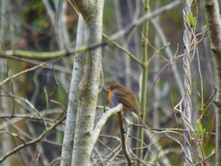 The robin is one of the birds that is affected most by artificial night lightning.