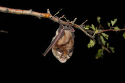 Portrait of Mehely's Horseshoe Bat (Rhinolophus mehelyi). It can not only distinguish their own calls from calls of other species, but also differentiate between species.
