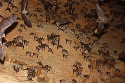 Cave with Mehely's Horseshoe Bats (Rhinolophus mehelyi), Mediterranean Horseshoe Bats (R. euryale) and other species.