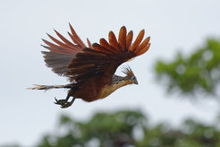 The hoatzin had a last common ancestor with the Caprimulgiformes (nightjar, sailors, hummingbirds) about 64 million years ago.