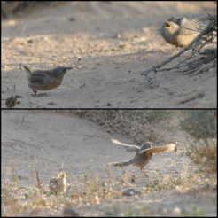 Re-engaging a non-cooperative fledgling (left) to follow an adult caretaker (right).