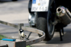 For the study, citizens with an interest in nature could sponsor a nest box and observe its residents with the help of a webcam. The camera images were transmitted directly to the mobile phone of the sponsors.