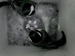 Urban great tits start breeding earlier, their clutches are smaller, and when leaving the nest, nestlings weigh less than their forst-dwelling cousins.