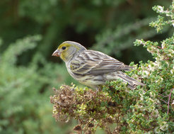 An Atlantic canary (Serinus canaria), a granivorous songbird.