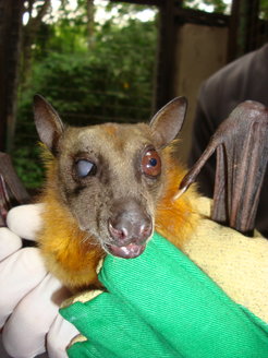 In Africa fruit bats are hunted intensively. This animal was hit by a slingshot and is blinded on one eye. Many of the killed animals are sold at local markets as "bush meat".