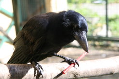 New Caledonian crow with a stick tool.