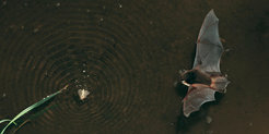 Daubenton’s bats hunt closely above water surfaces where they mostly snatch up creepy-crawlies, but they don't spurn the occasional small fish either.