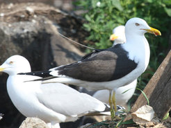 Lesser Black-backed gull with solar powered transmitter. The device weighs only 30 grams and does not interfere with the birds activities. Only the antenna is visible.
