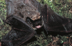 Separate homesteads: scientists from the MPI for Ornithology investigating the ecological niches of parti-coloured bats have discovered that males and femal use entirely different foraging grounds. This means that from an ecological perspective, males and females behave like two different species.