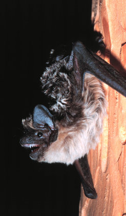 Reliable estimates of bat population sizes, which are essential for species conversation, are hampered by sexual segregation. Scientists are now proposing novel ways to obtain more accurate data by using radio telemetry data in conjunction with environmental data to create so-called "habitat suitability maps". Their findings suggests that it is not ncessarily the typical habitat that should regarded as the resource needing protection, but rather that of more specialised demographic subset of the species pool.