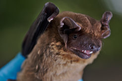 Common noctule (Nyctalus noctula).