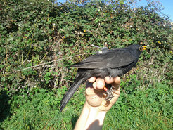 Thanks to the miniaturization of radio telemetry devices, ornithologists can now also equip smaller songbirds with radio transmitters. The researchers attached the 2-gramme devices on the back of the birds similar to tiny backpacks.