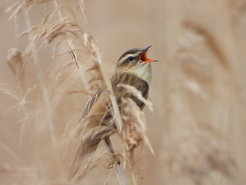 Contrary to a theory from the 1970s, habitat type does not affect song frequency. Although in densely vegetated habitat, as here with the reed warbler, high frequencies tend to be attenuated.