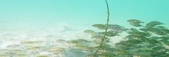 Highly coordinated school of three-spined sticklebacks swimming in the blue waters of the Bodensee near Konstanz, Southern Germany.