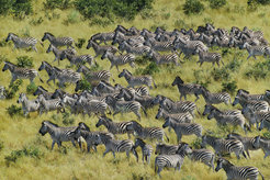 Zebras travel up to 500 kilometers - more than any other mammal on Earth. Humans, however, are increasingly limiting the range of movement of zebras and other animals. For example, from 1968 to 2004 a fence blocked the migration of zebras in the Okavango Delta in Botswana. After the obstacle was removed, the animals resumed their migrations.