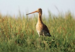 Die Uferschnepfe ist eine der Arten, deren Vorkommen in den letzten Jahren am Bodensee stark zurück gegangen ist.