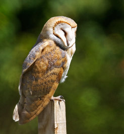 Wie die meisten Eulen schläft die Schleiereule (Tyto alba) tagsüber und geht nachts auf die Jagd. Die schwarzen Punkte auf den Federn hängen mit verschiedenen Stoffwechselfunktionen zusammen.