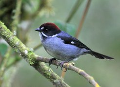 Die Buschammer kann ein Lied davon singen: die Doppelbelastung von gleichzeitigem Brüten und Mausern wirkt sich auf die Fitness des tropischen Vogels aus.