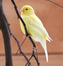 Hormone steuern den Gesang des Kanarienvogels.