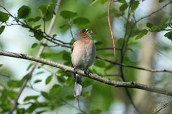 Buchfink-Männchen beginnen in der Umgebung des Berliner Flughafens früher mit ihrem morgendlichen Gesang.