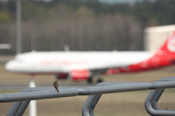 Gartenrotschwänzchen am Flughafen Tegel: Wenn es zu laut wird, hören die Vögel ganz auf zu singen.