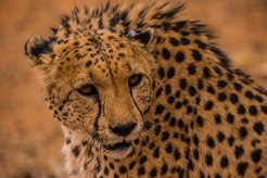Geparde beanspruchen riesige Streifgebiete, die über 5000 Quadratkilometer umfassen können. Ausgestattet mit einem Minisender am Ohr liefert dieser Gepard den Forschern wichtige Daten über die Verbreitung, Anzahl und Dichte der Tiere.