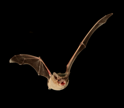 Rekordverdächtig: die Brasilianische Freischwanz-Fledermaus ist mit 160 Stundenkilometern unterwegs.