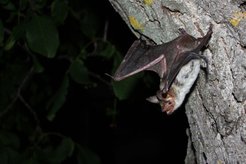 Das Große Mausohr und andere Fledermäuse können glatte Glasflächen oft erst im letzten Moment wahrnehmen. Deshalb kommt es immer wieder zu Kollisionen mit gläsernen Fassaden von Gebäuden.