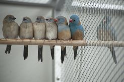 Familie von Blaukopf-Schmetterlingsfinken mit (von links nach rechts) Jungtieren, Weibchen und Männchen.