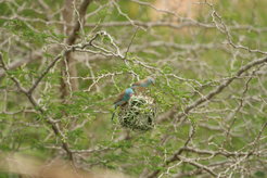 Blaukopf-Schmetterlingsfinken (Uraeginthus cyanocephalus) inspizieren das Nest eines Jackson-Webers (Ploceus jacksoni).