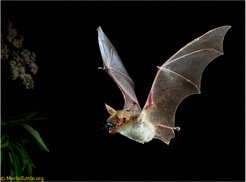 Das Große Mausohr ernährt sich von unterschiedlichsten Insekten. Hier hat ein Tier einen Rosenkäfer erbeutet und frisst ihn im Flug.