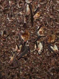 Kleine und Große Mausohren, Langflügelfledermäuse und Langfußfledermäuse in der Gabarnika-Höhle. Die Tiere bilden riesige Kolonien aus 10.000 Tieren. Sie ziehen in den Karsthöhlen im Nordosten Bulgariens ihre Jungen auf und überwintern dort auch.