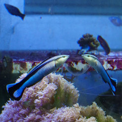 Ein Putzerfisch und sein Spiegelbild: Der Spiegel außerhalb des Aquariums ist im Bild unsichtbar, da die Glasscheibe des Beckens unter dem Blickwinkel der Kamera selbst zum Spiegel wird. Der Fisch direkt vor der Scheibe kann den Spiegel dagegen erkennen.