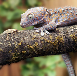 Ähnlich wie Vögel und Säugetiere verfügen Geckos über ein komplexes Kommunikationssystem.