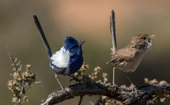 Weißflügel-Staffelschwanz-Pärchen (Malurus leucopterus) aus Australien.