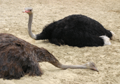 Der Anteil des REM-Schlafes ist bei Straußen deutlich höher als bei anderen Vogelarten.