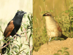 Männchen von Grill- (links) und Weißbrauenkuckuck (rechts).