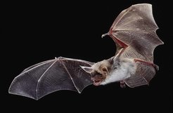 Fledermäuse nutzen die Echoortung zur Jagd und Orientierung. Große Mausohren (Myotis myotis) orten Insekten im Gras akustisch an ihren Krabbelgeräuschen.
