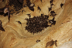 Diese Höhle in Bulgarien nutzen verschiedene Fledermausarten als Hangplatz. Sie ist ein Beispiel dafür, wie sich der Lebensraum unterschiedlicher Arten überschneiden kann.