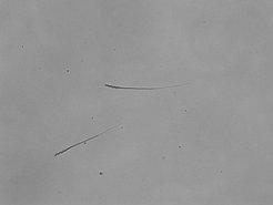 Die Spermien von Zebrafinken bestehen aus Kopf, Mittelstück und Schwanz. Nur Männchen mit einer invertierten und einer normalen Variante des Z-Chromosoms bilden Spermien mit langem Mittelstück, das für schnellen Antrieb sorgt.