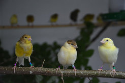 Junge Kanarienvögel im Alter von 110, 72 und 39 Tagen (von links). Die Vögel haben während ihrer Entwicklung unterschiedlich viel Gesang gehört.