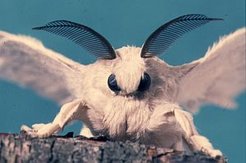 Bombyx mori