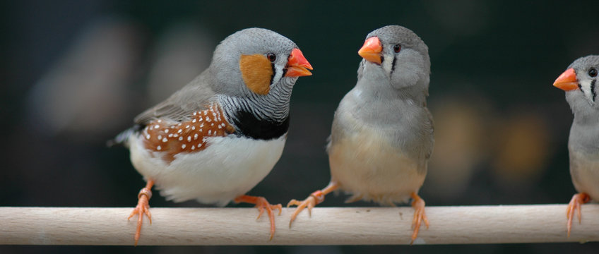 Zebra finches form long-lasting pair bonds