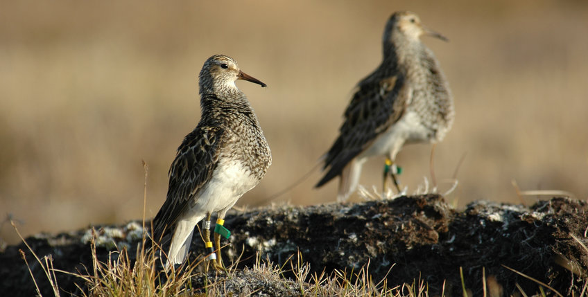 Pectoral sandpiper in Alaska