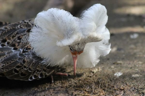 Ruff (Philomachus pugnax): Satellite male. Image: Clemens Küpper