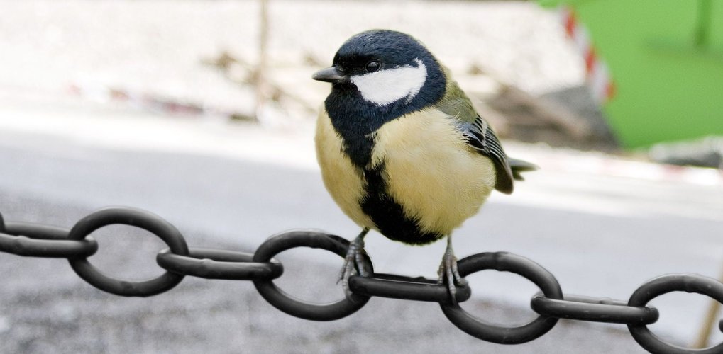 Impact of Anthropogenic Noise on Physiology, Behaviour, and Fitness