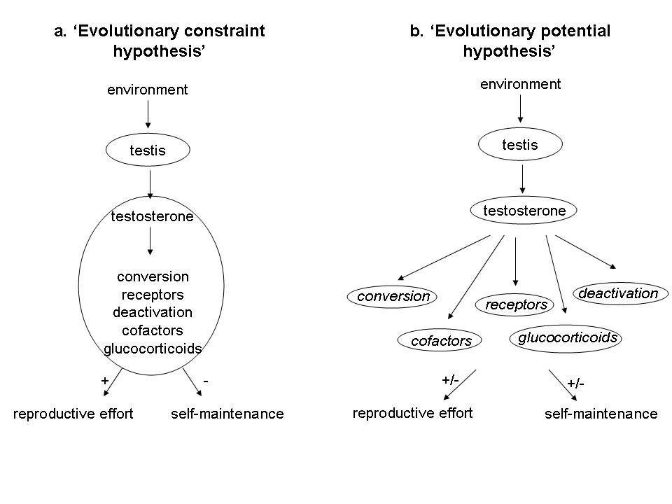 Evolution of hormone-trait connections (Project leader Michaela Hau)