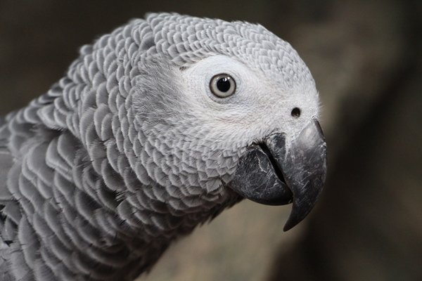 Comparative Cognition Comparative Cognition
