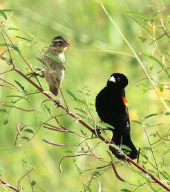 fan-tailed whydah courting