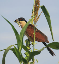 Coppery-tailed coucal with food for nestlings